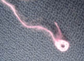 超级漂亮的粉红色立体花围巾,上教程啦(图解+连接方法+回答姐妹问题) 超级漂亮的粉红色立体花围巾,上教程啦(图解+连接方法+回答姐妹问题)